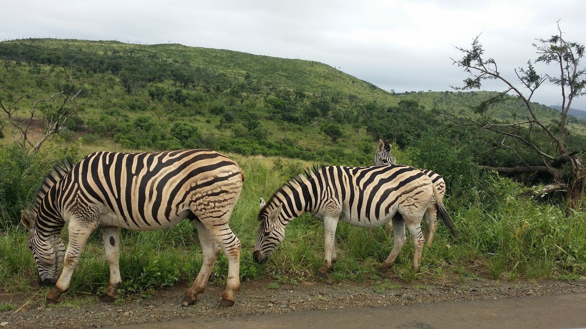  Ezemvelo KZN Wildlife