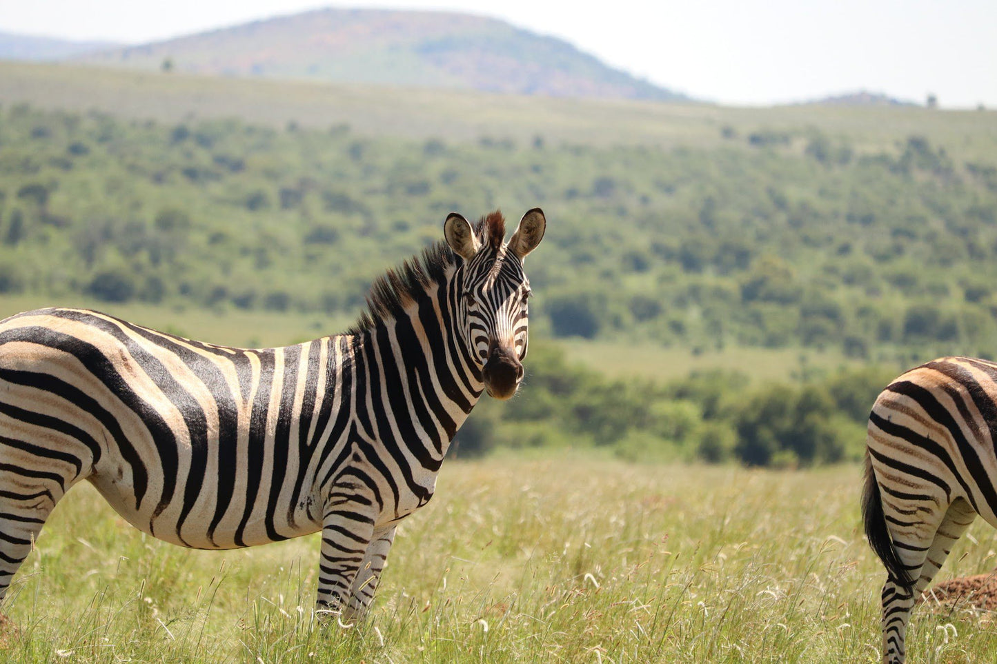  Faan Meintjes Nature Reserve