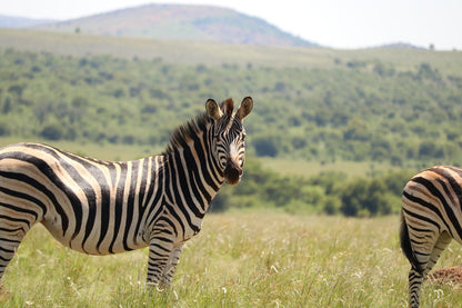  Faan Meintjes Nature Reserve