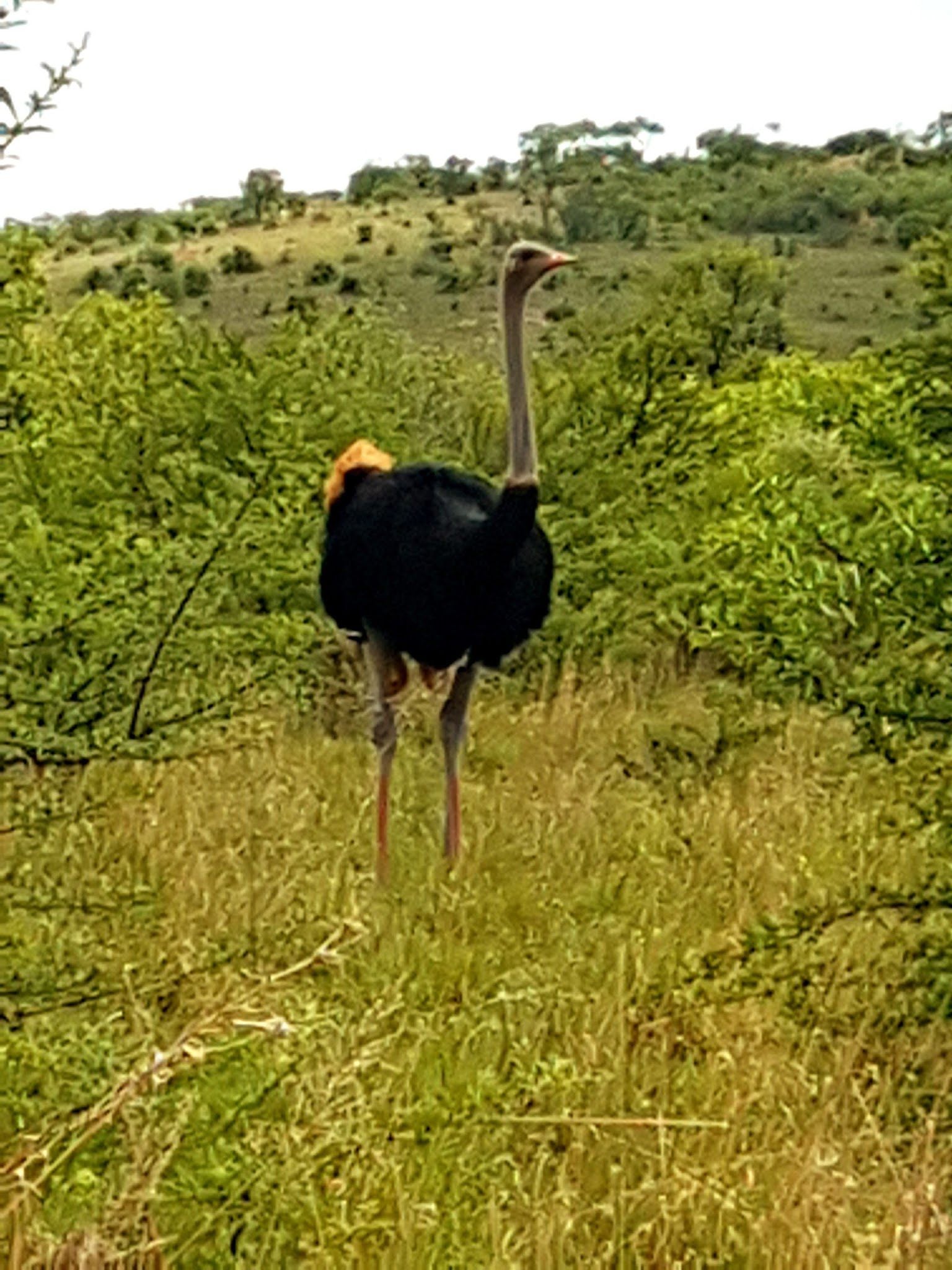  Faan Meintjes Nature Reserve