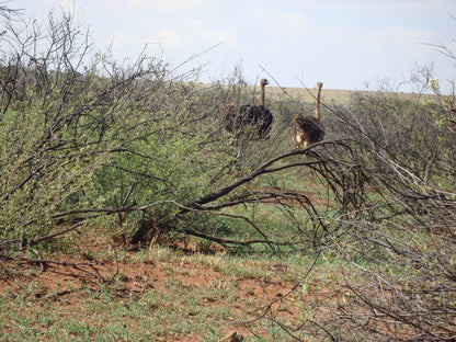  Faan Meintjes Nature Reserve