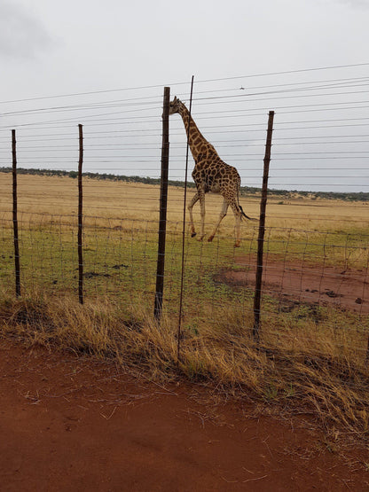  Faan Meintjes Nature Reserve