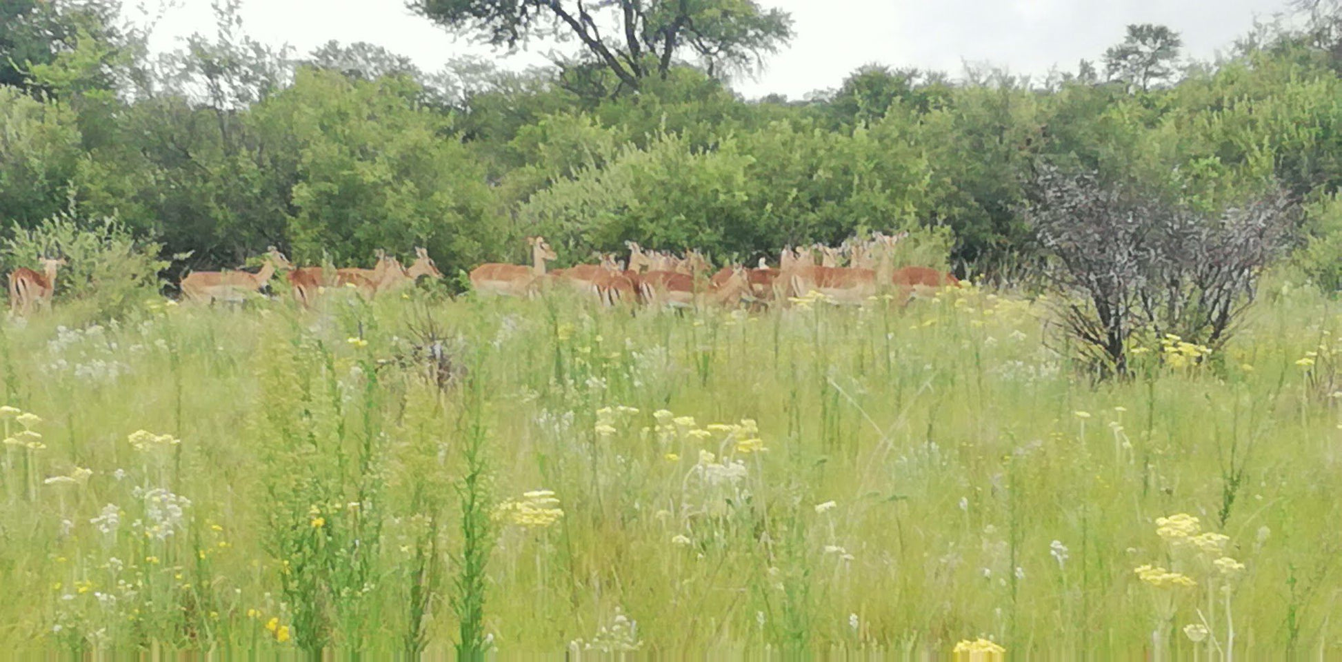  Faan Meintjes Nature Reserve