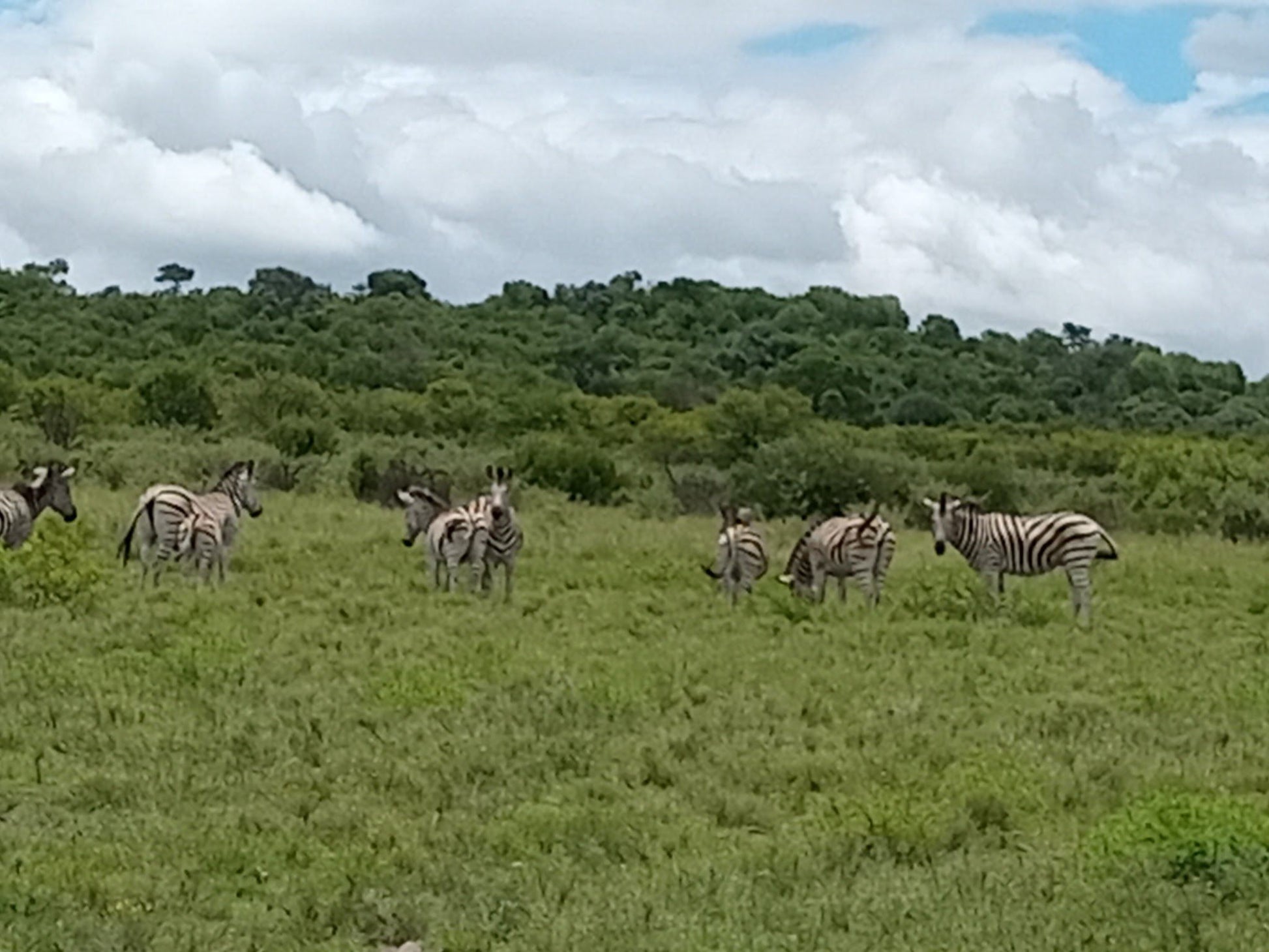  Faan Meintjes Nature Reserve