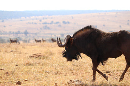  Faan Meintjes Nature Reserve