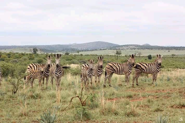  Faan Meintjes Nature Reserve