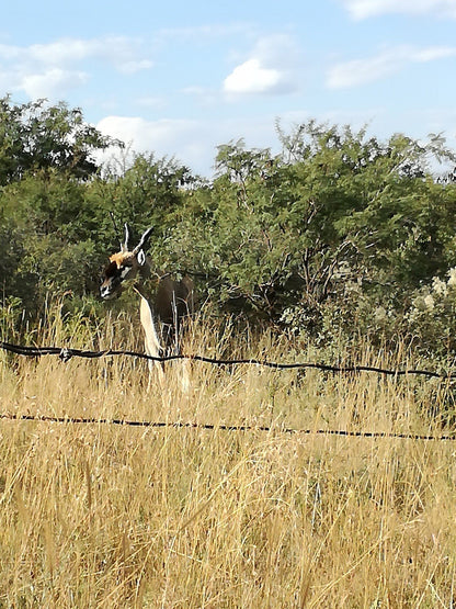  Faan Meintjes Nature Reserve