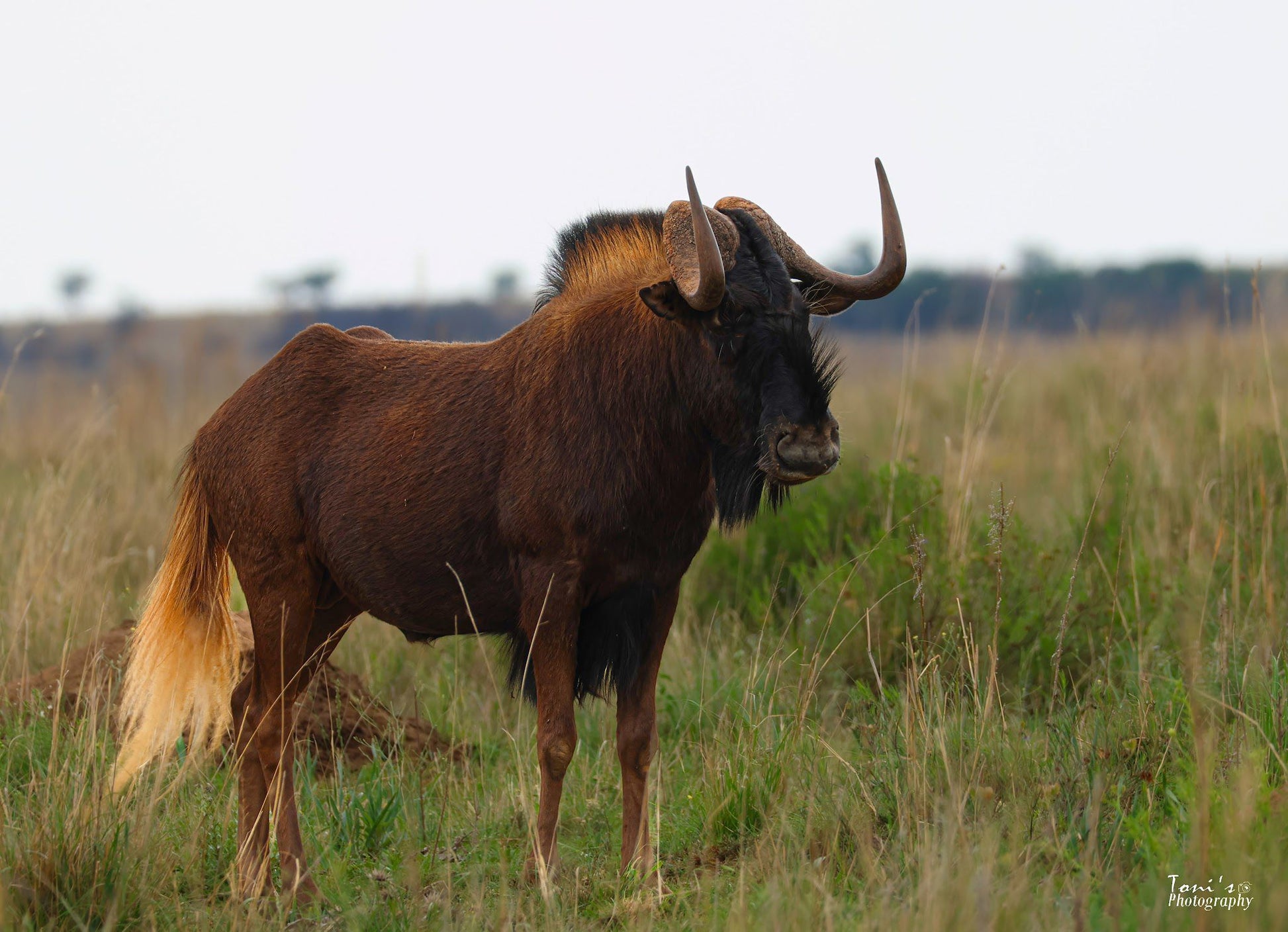  Faan Meintjes Nature Reserve