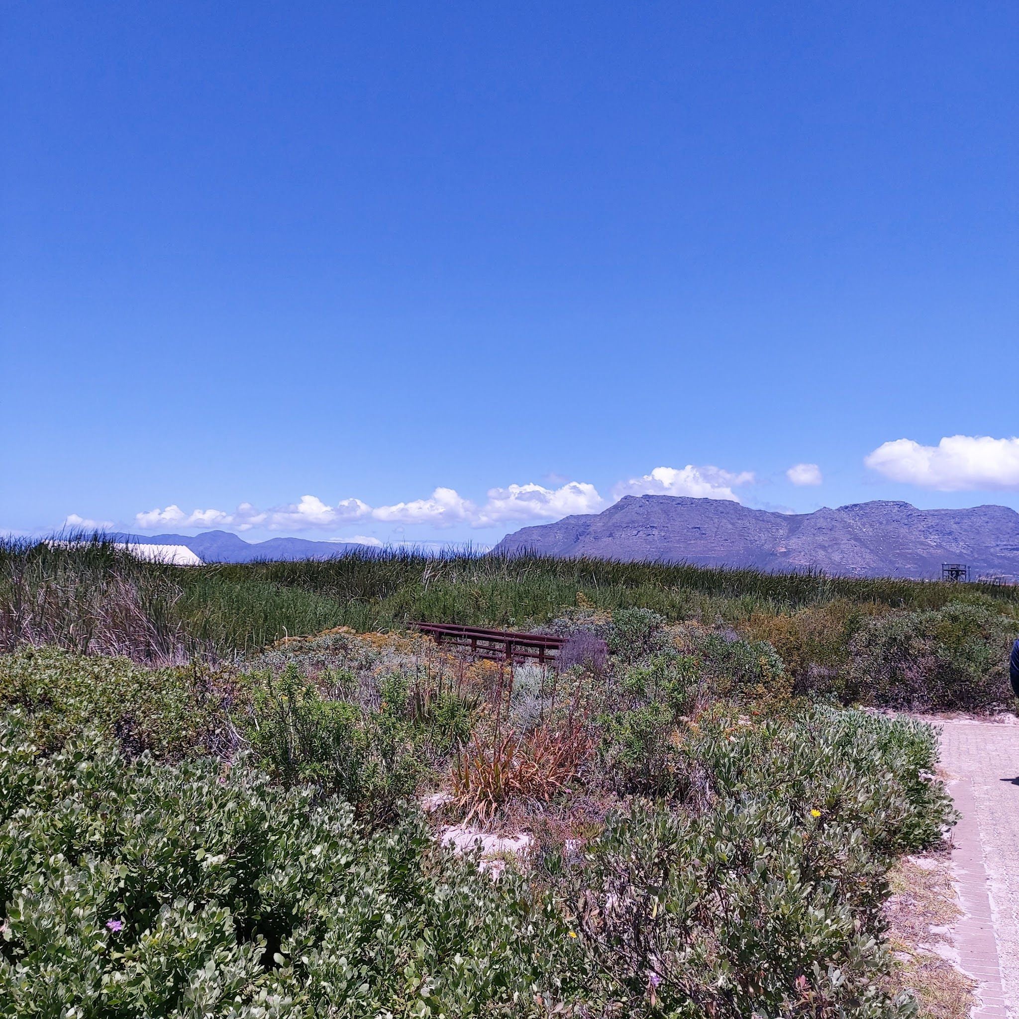  False Bay Nature Reserve - Rondevlei Bird Sanctuary