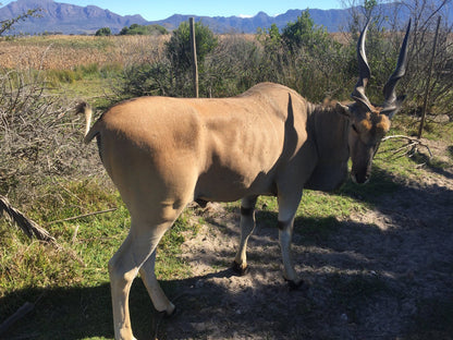  False Bay Nature Reserve - Rondevlei Bird Sanctuary