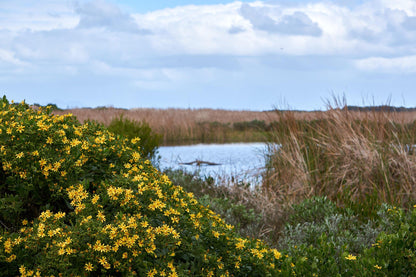  False Bay Nature Reserve - Rondevlei Bird Sanctuary