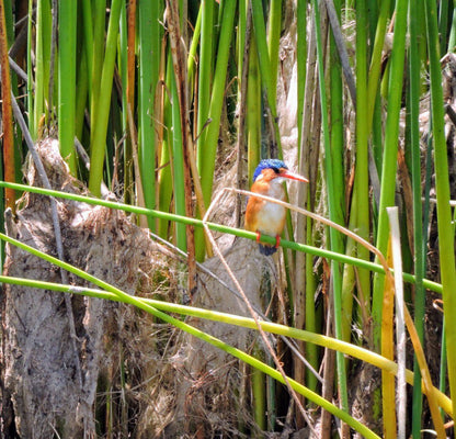  False Bay Nature Reserve - Rondevlei Bird Sanctuary
