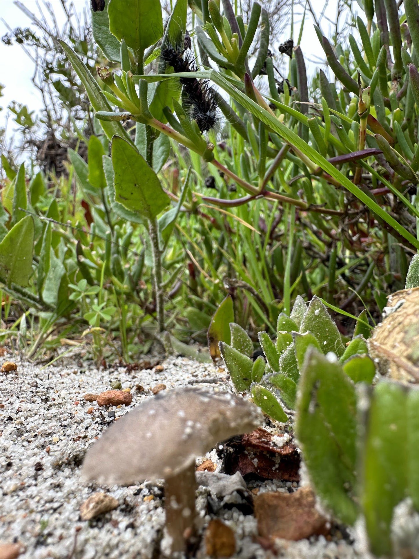  False Bay Nature Reserve - Rondevlei Bird Sanctuary