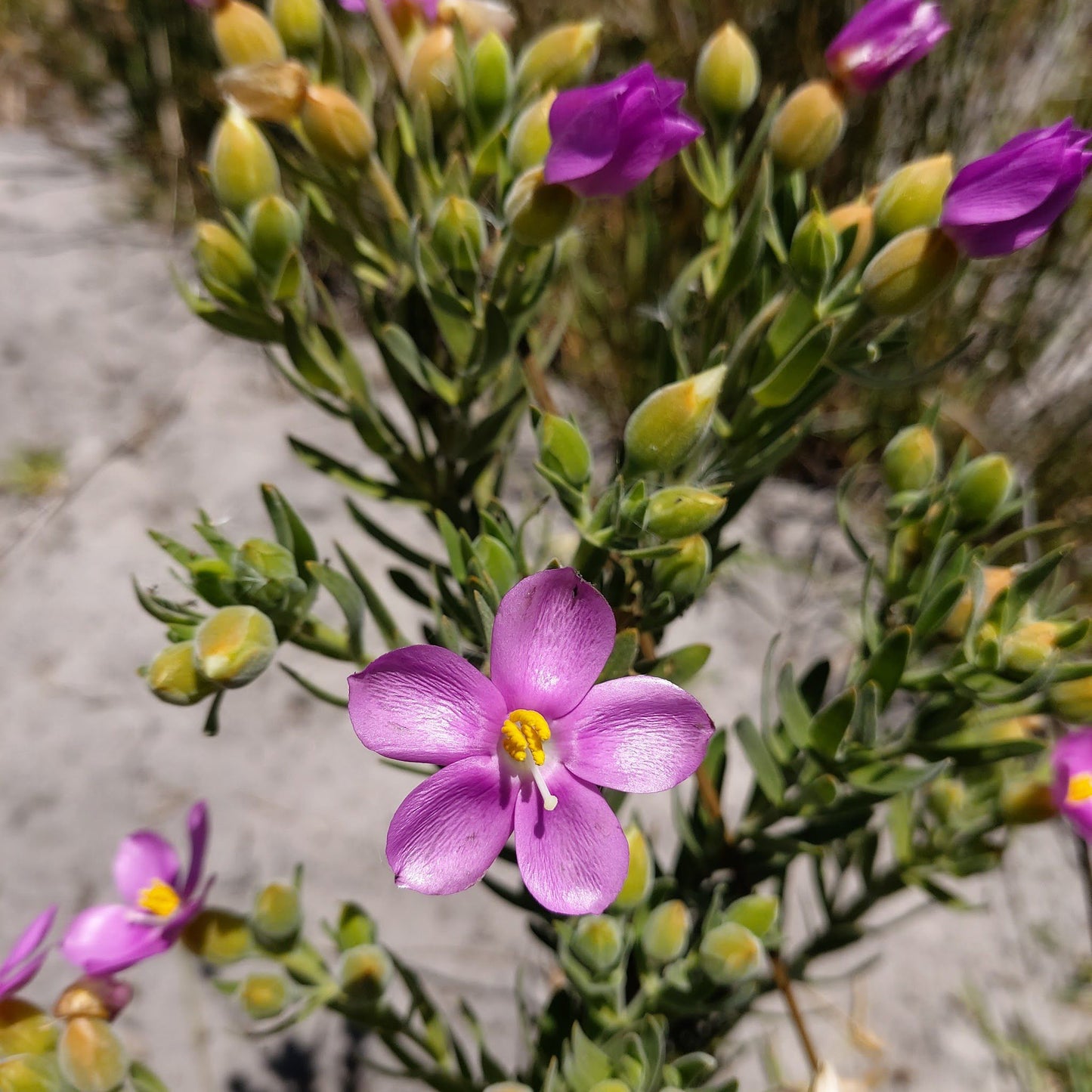  False Bay Nature Reserve - Rondevlei Bird Sanctuary