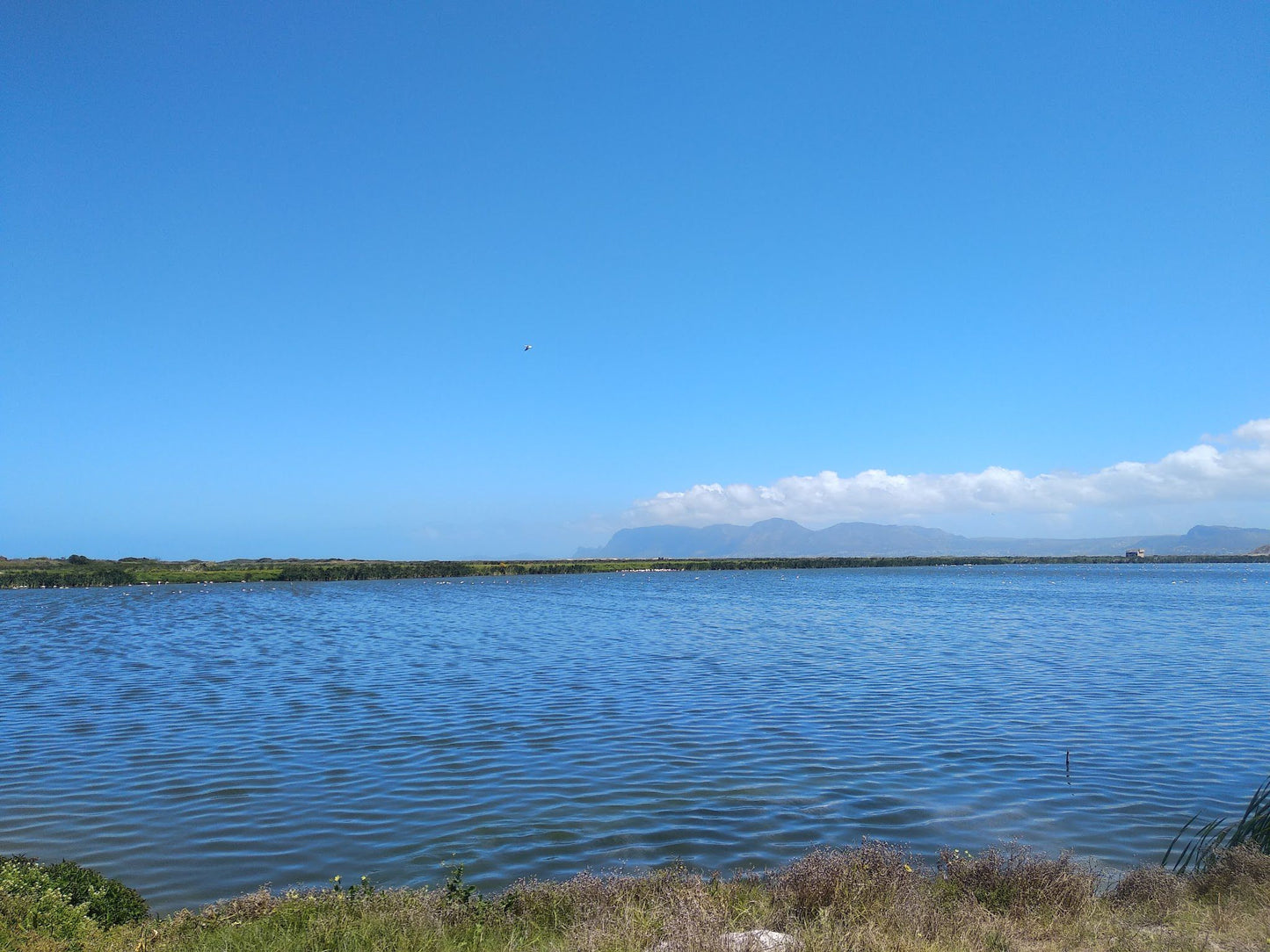  False Bay Nature Reserve - Rondevlei Bird Sanctuary