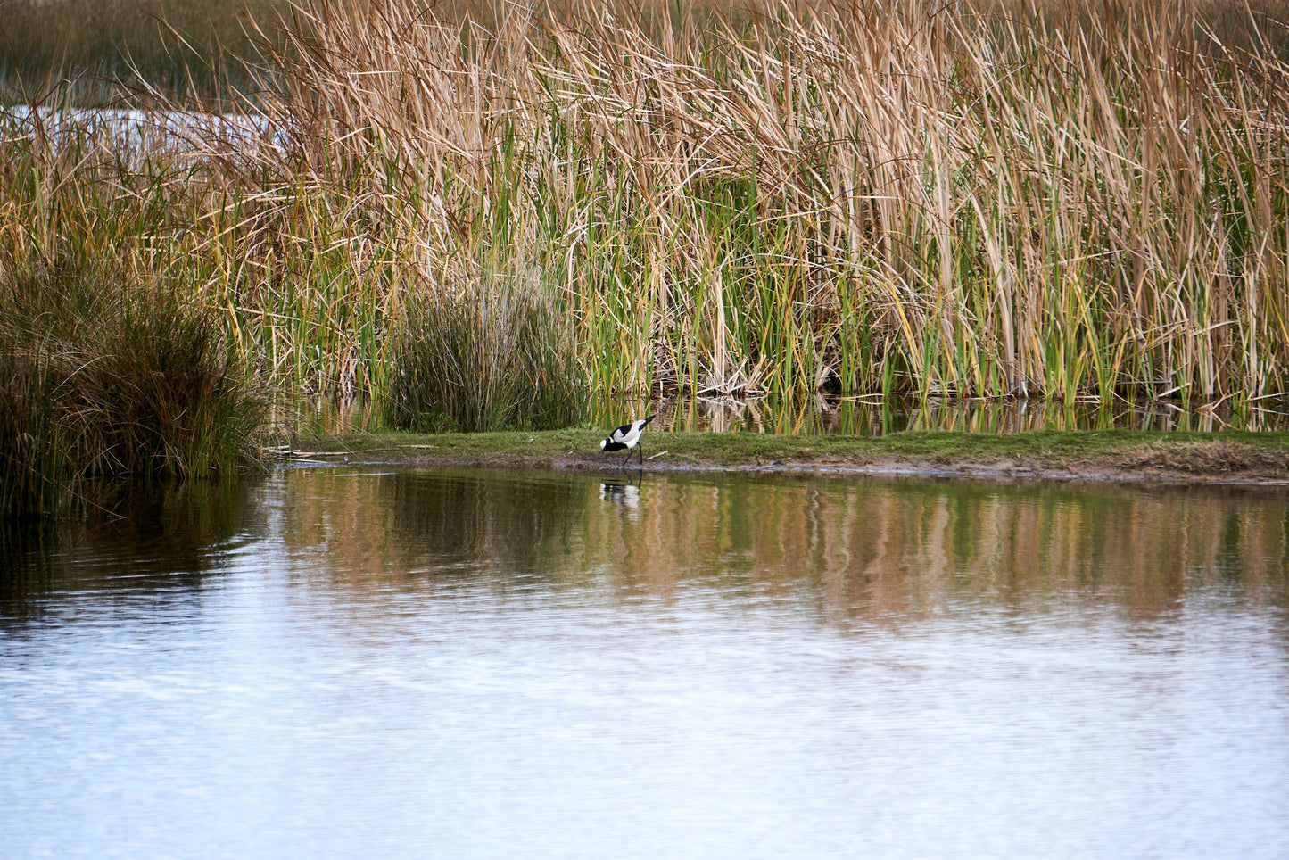  False Bay Nature Reserve - Rondevlei Bird Sanctuary