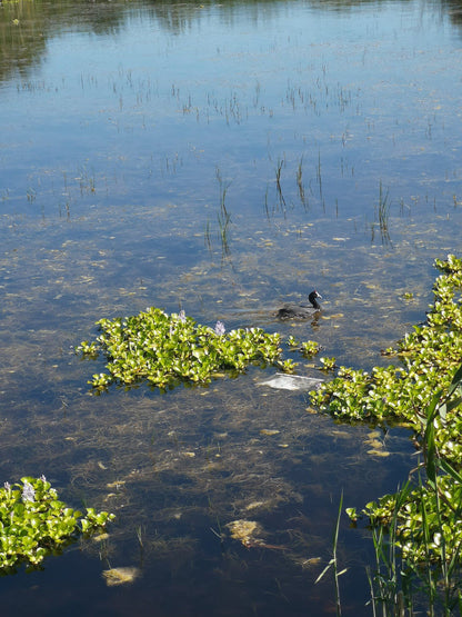  False Bay Nature Reserve - Rondevlei Bird Sanctuary