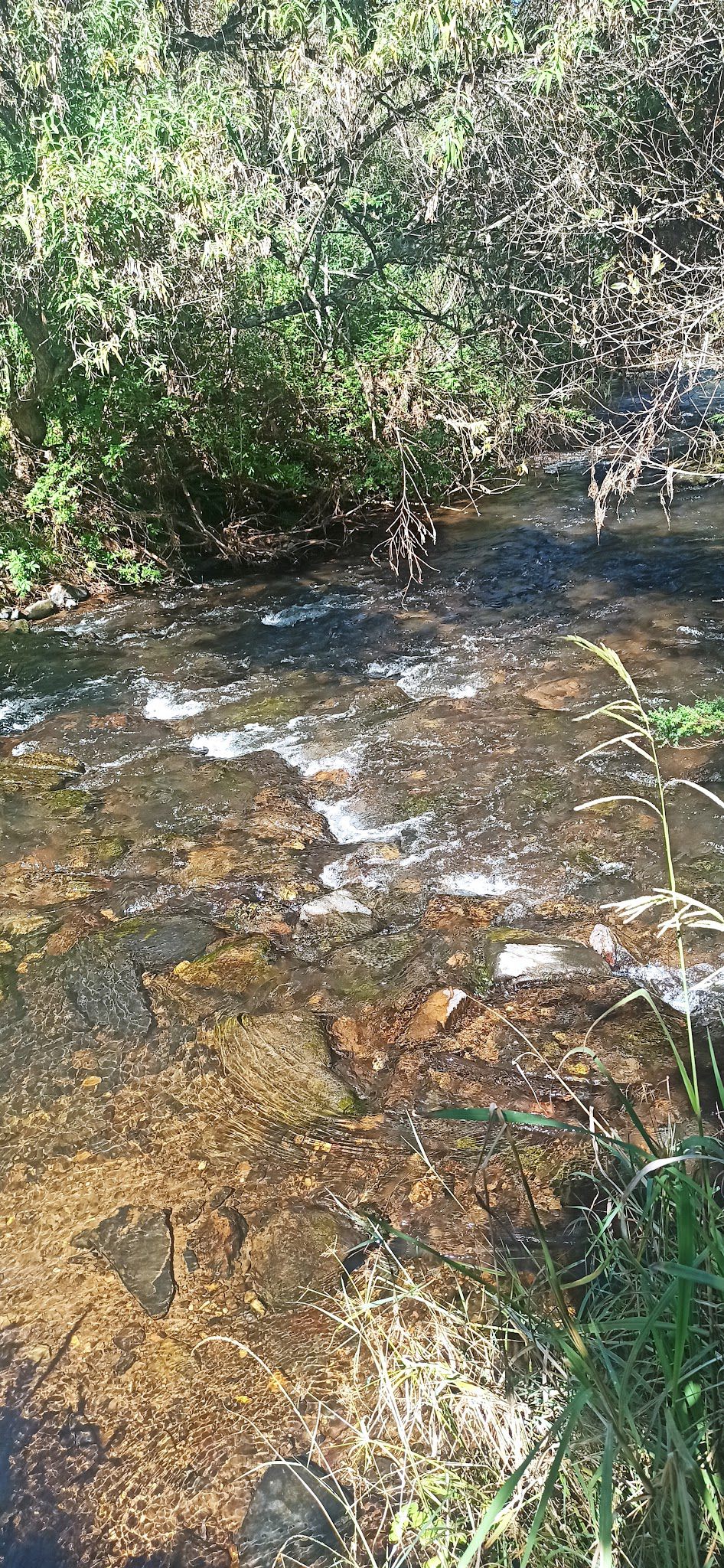 Forest Falls Hiking Trail