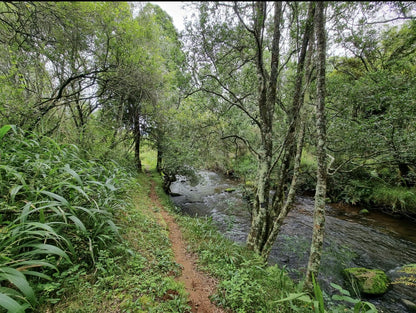 Forest Falls Hiking Trail