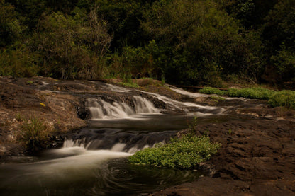  Forest Falls