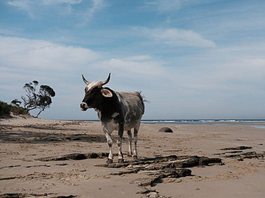 Freedom O Clock Backpacking Retreat Mdumbi Beach Eastern Cape South Africa Beach, Nature, Sand, Water Buffalo, Mammal, Animal, Herbivore