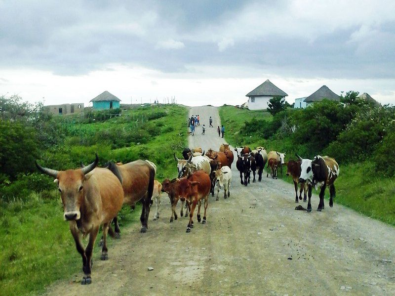 Freedom O Clock Backpacking Retreat Mdumbi Beach Eastern Cape South Africa Cow, Mammal, Animal, Agriculture, Farm Animal, Herbivore