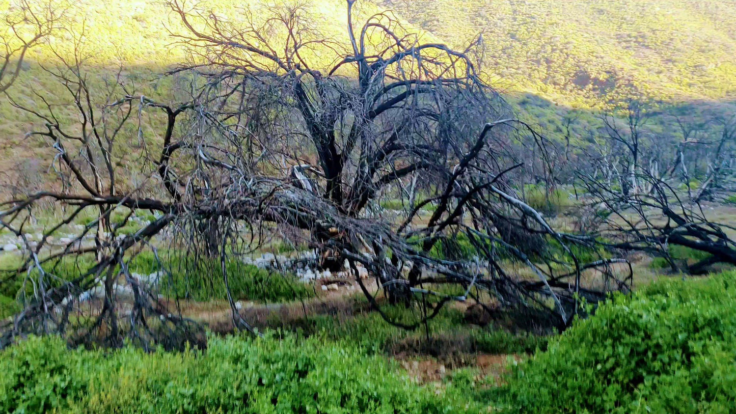  Gamkaskloof Nature Reserve