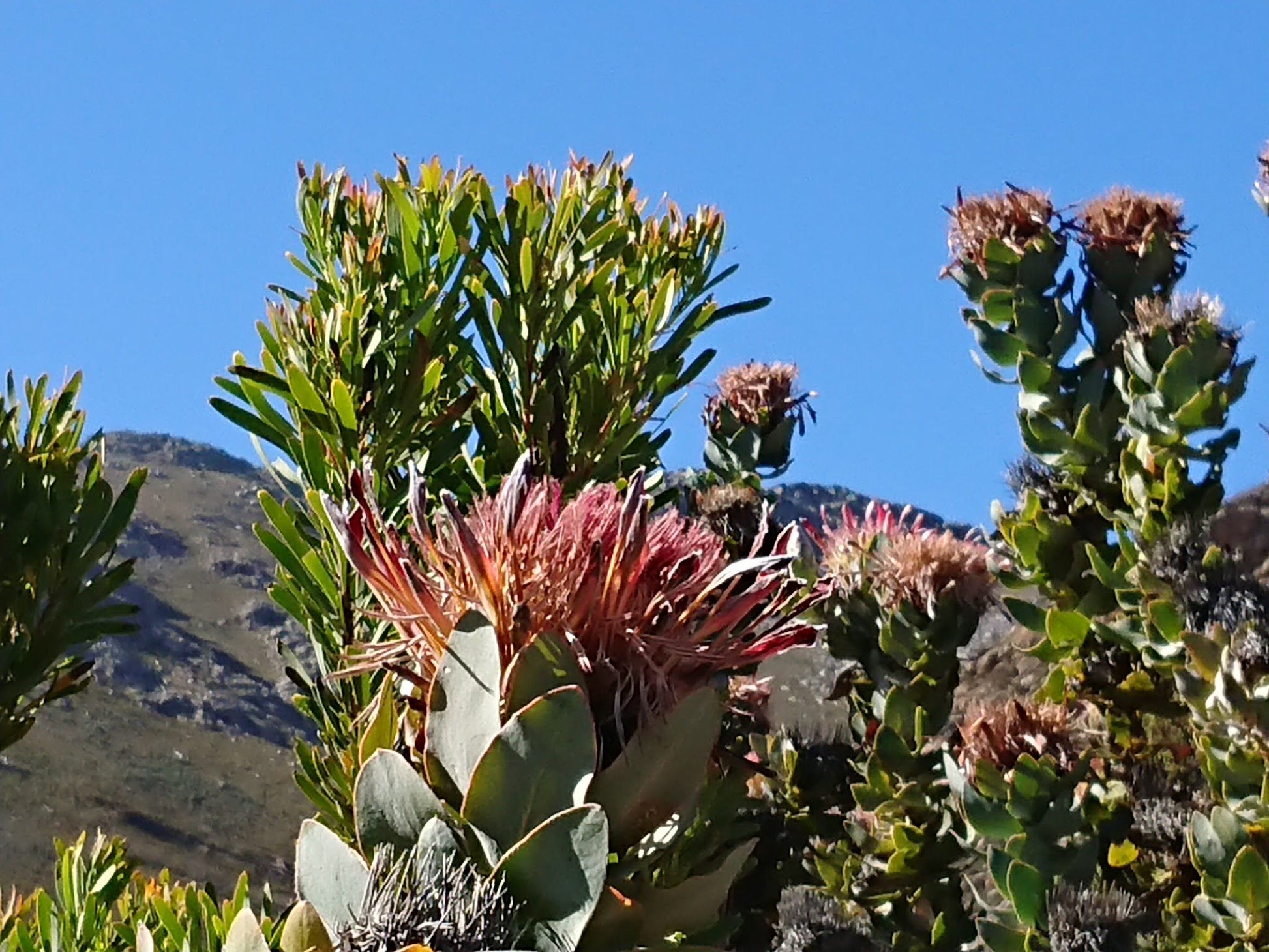  Gamkaskloof Nature Reserve