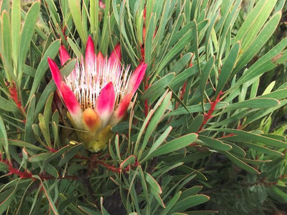  Gamkaskloof Nature Reserve