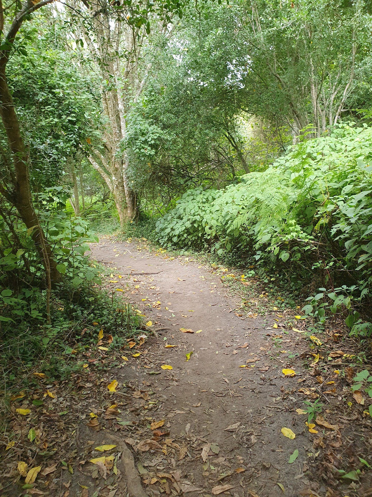  Garden Route National Park - Wilderness Section