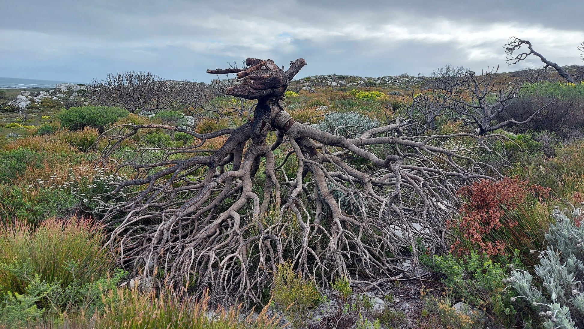  Gifkommetjie