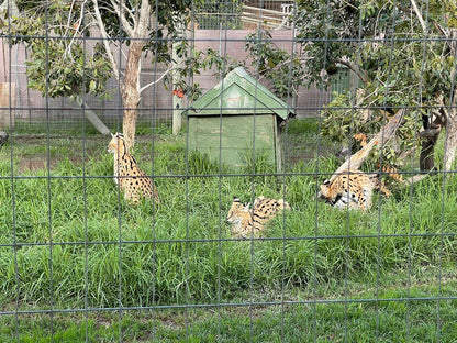  Giraffe House