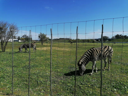  Giraffe House