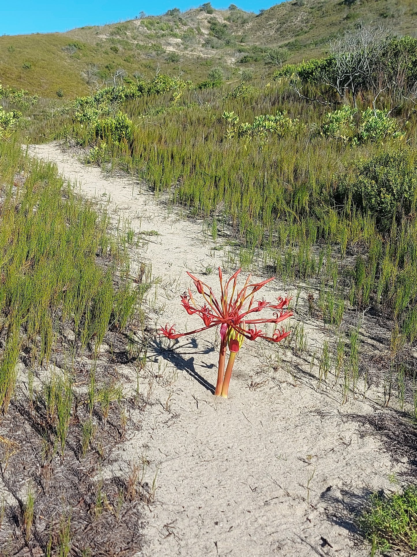 Goukamma Bushpig Trail