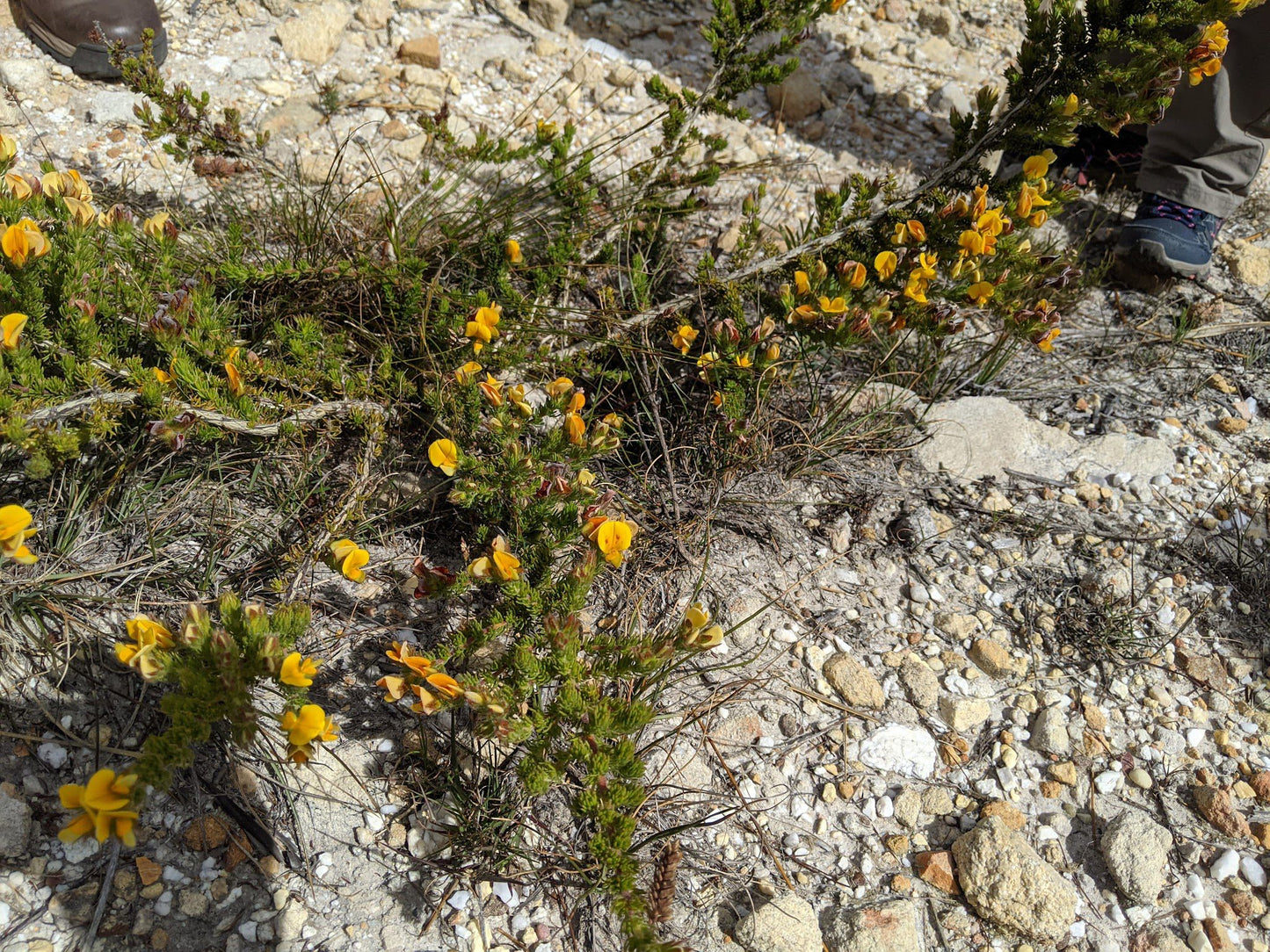 Green Mountain Trail