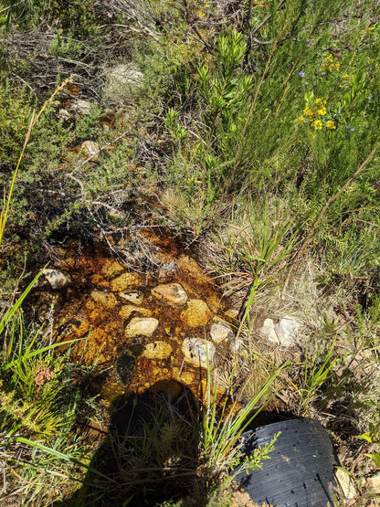 Green Mountain Trail