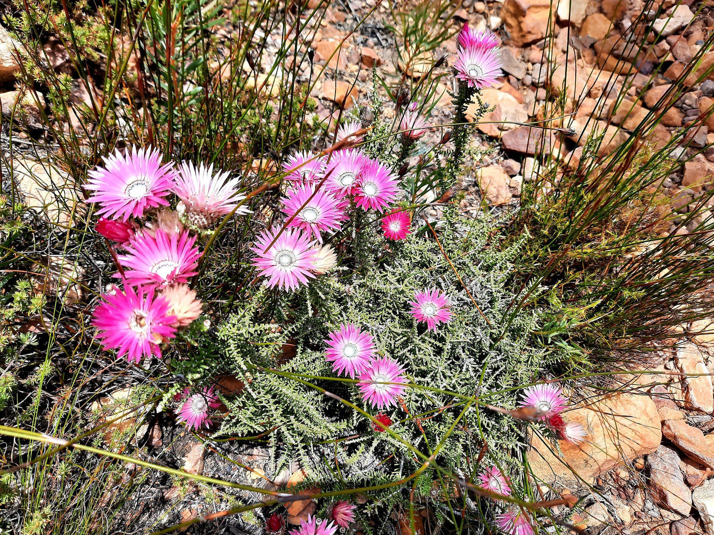  Greyton Nature Reserve - Start of Boesmanskloof Trail