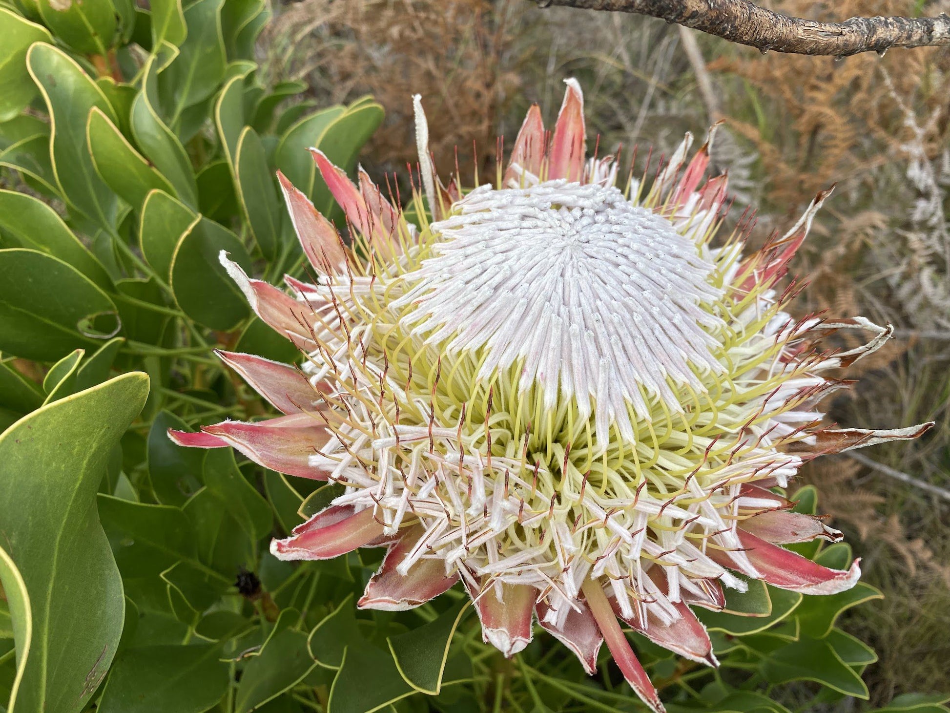  Greyton Nature Reserve - Start of Boesmanskloof Trail