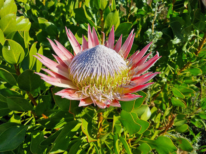  Greyton Nature Reserve - Start of Boesmanskloof Trail