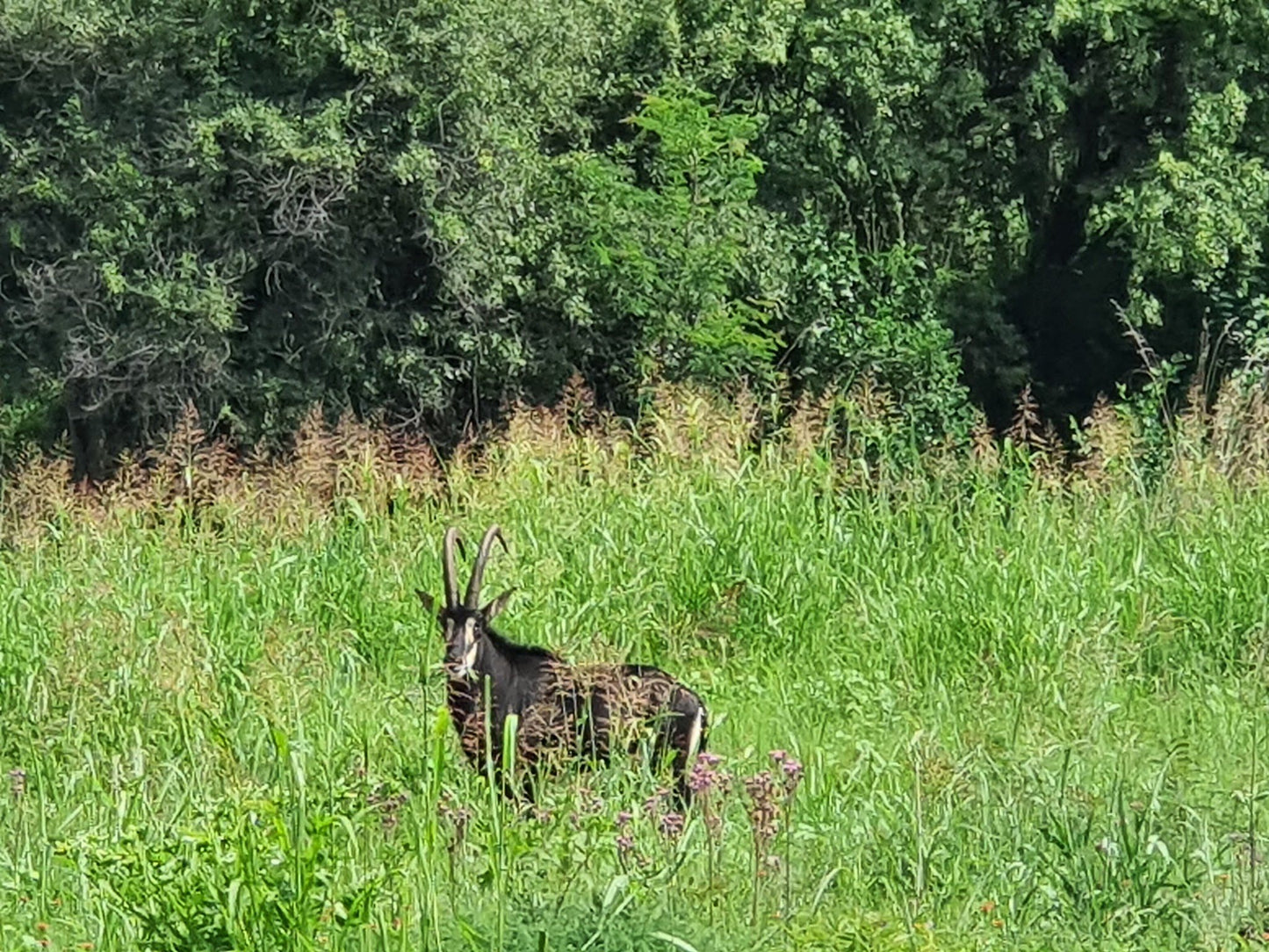  Groenkloof Nature Reserve