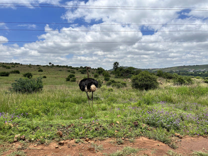  Groenkloof Nature Reserve