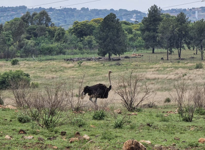  Groenkloof Nature Reserve