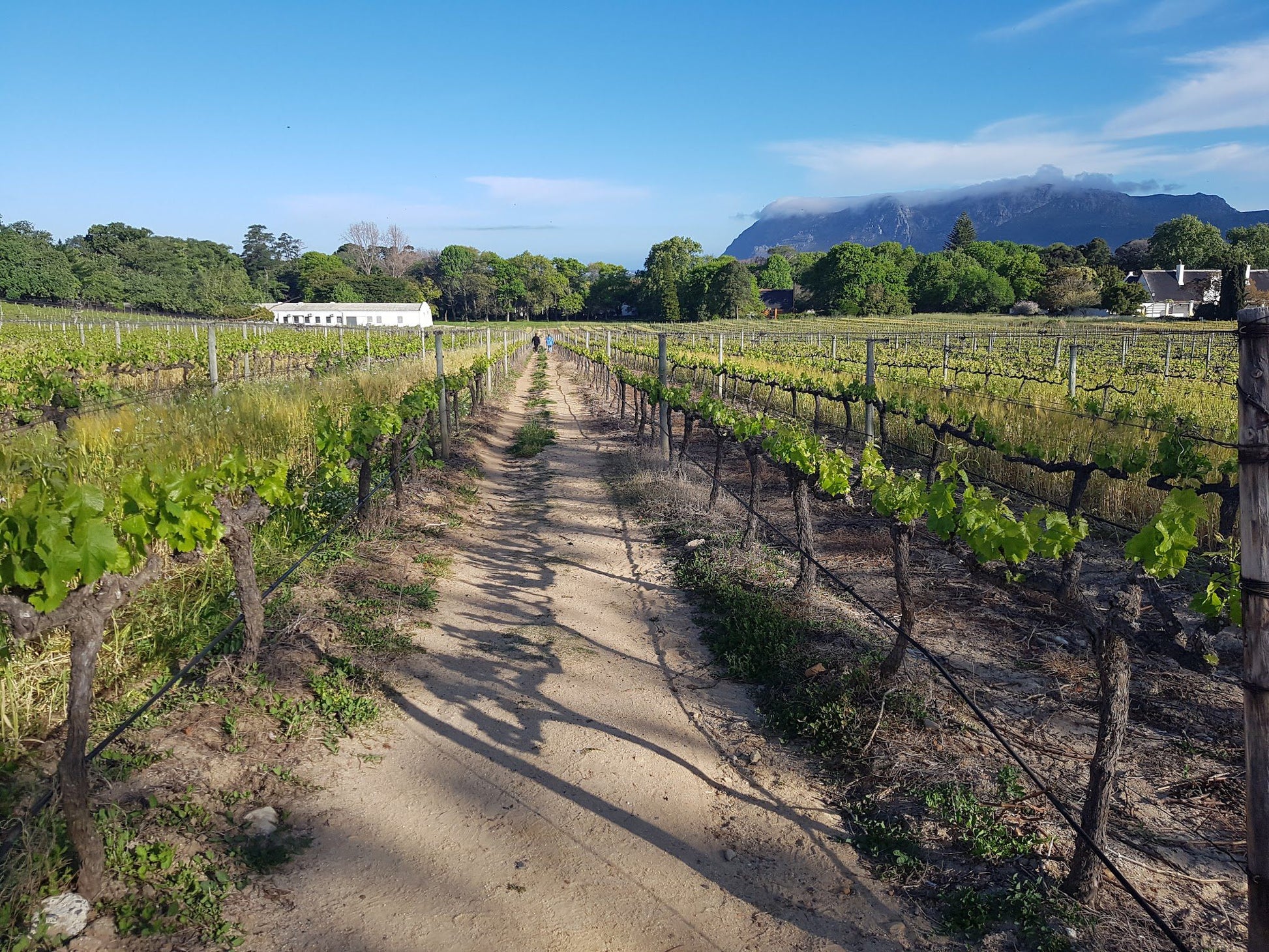  Groot Constantia-Trust