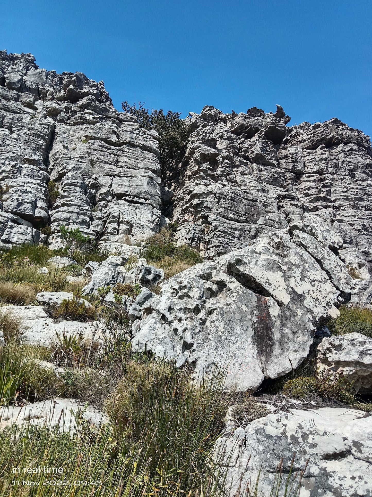 Grootkop