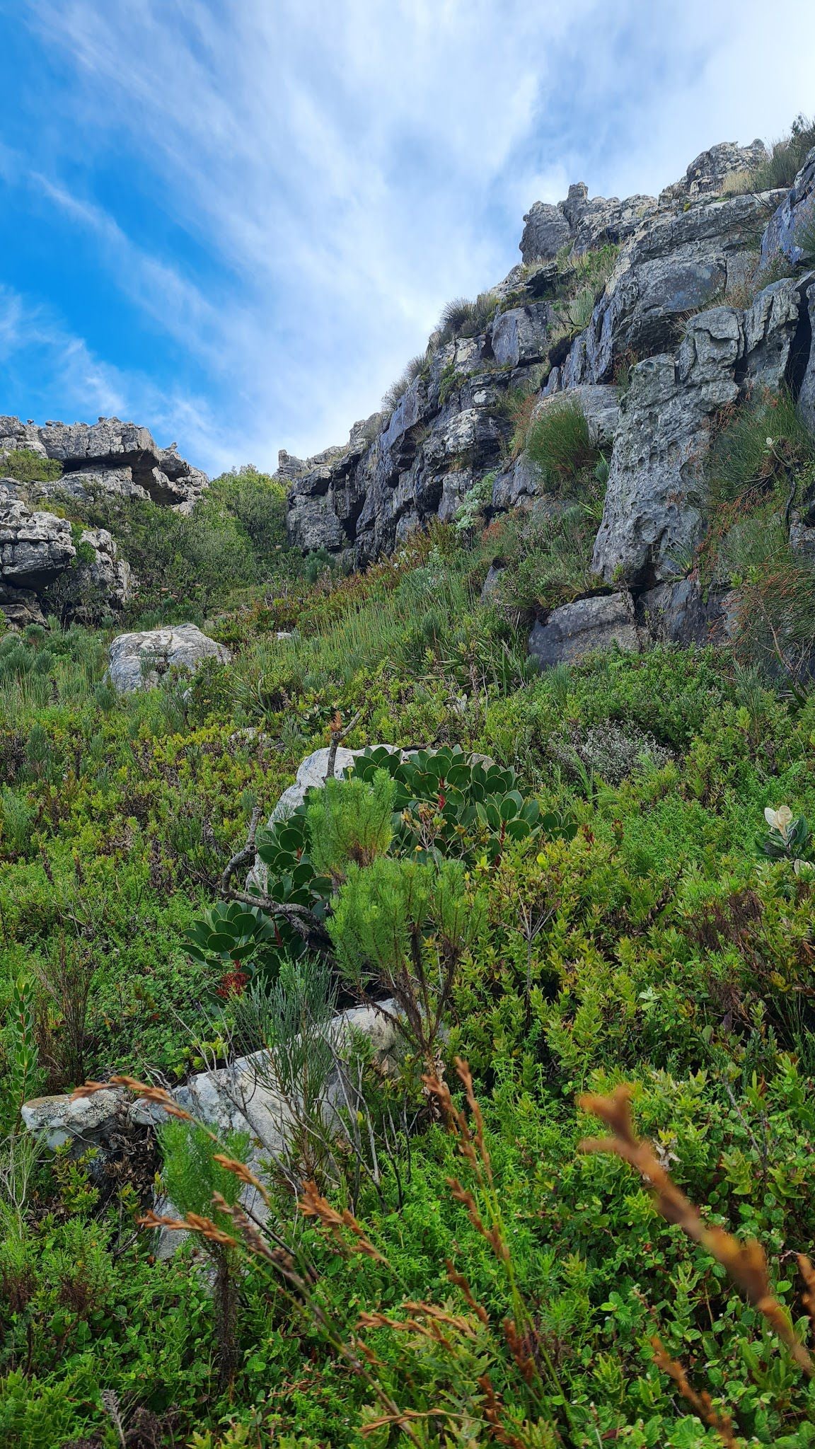 Grootkop