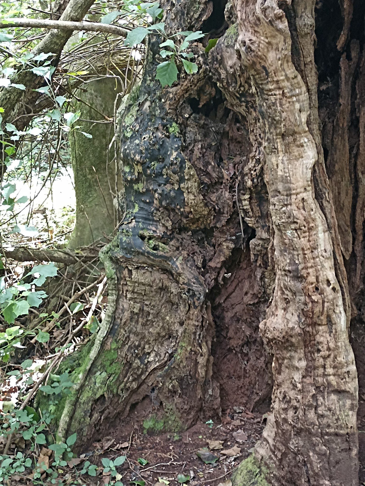  Half Collared Kingfisher Trail Gate (permit required)