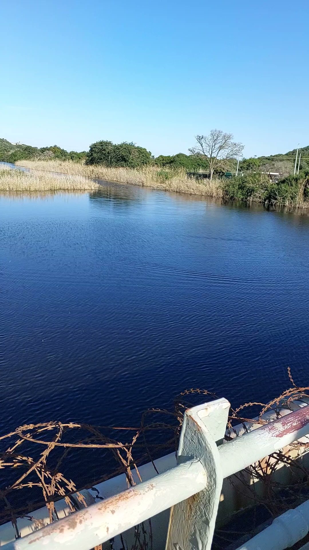  Half Collared Kingfisher Trail Gate (permit required)