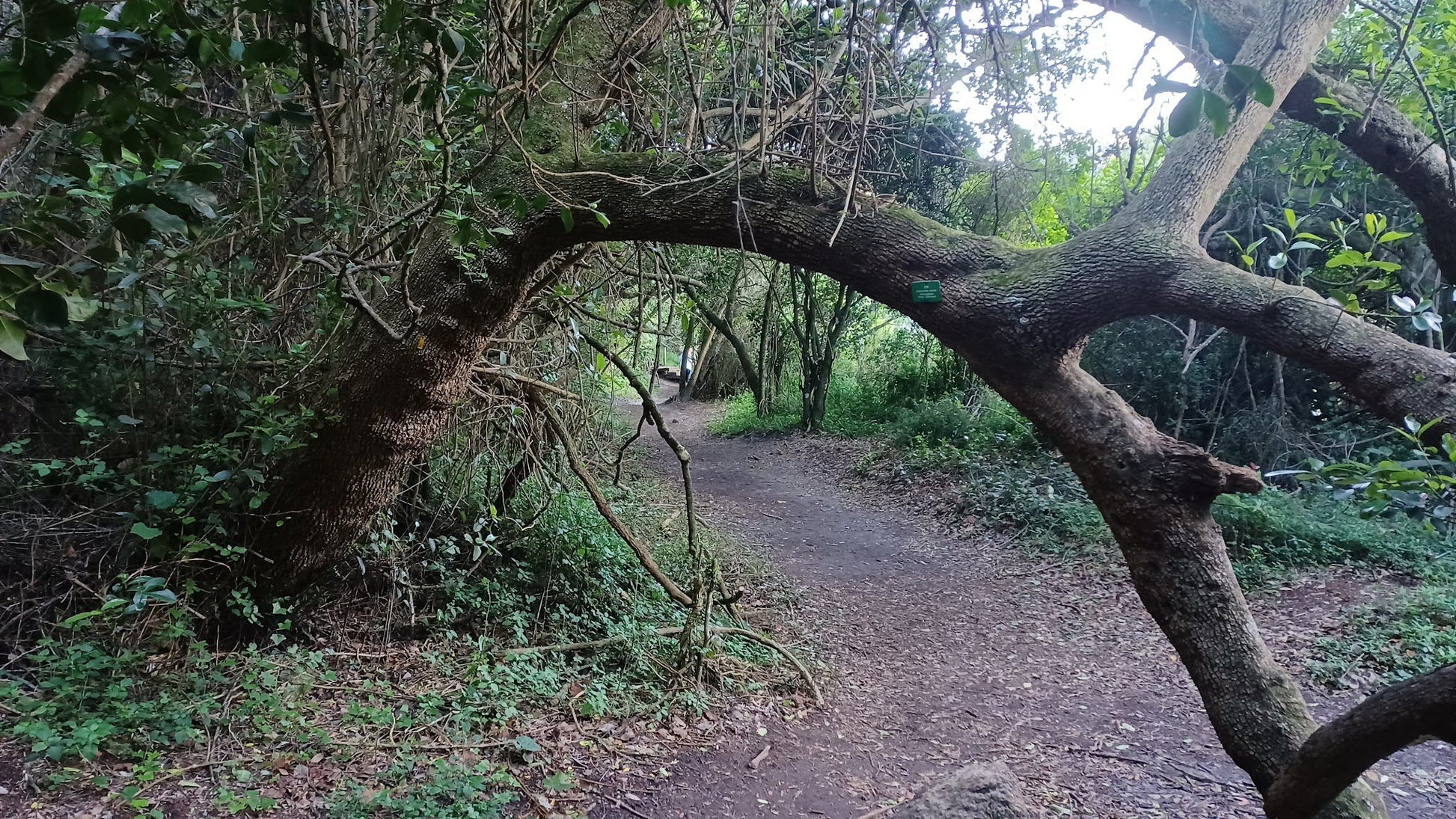  Half Collared Kingfisher Trail Gate (permit required)