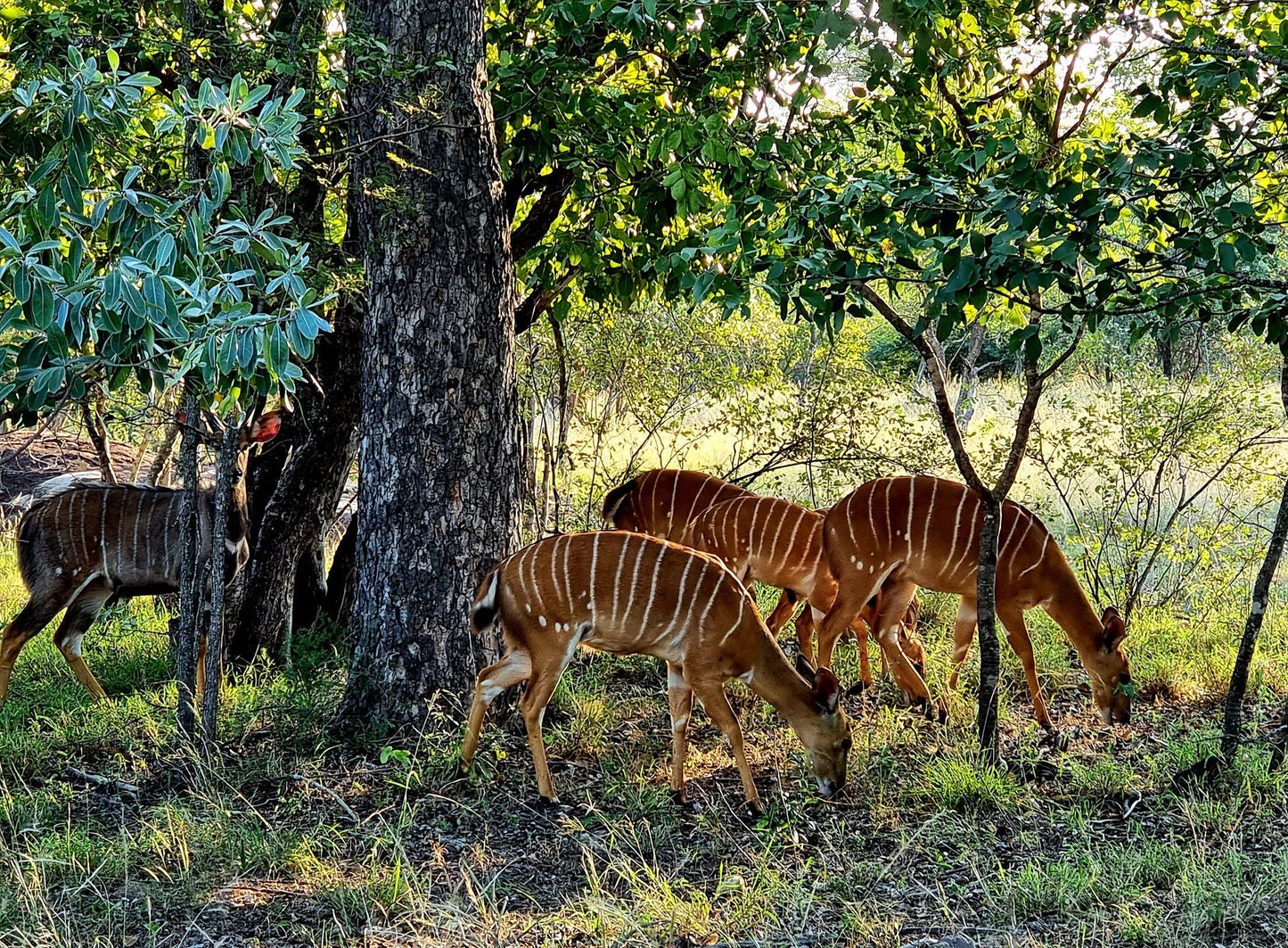  Hans Merensky Nature Reserve