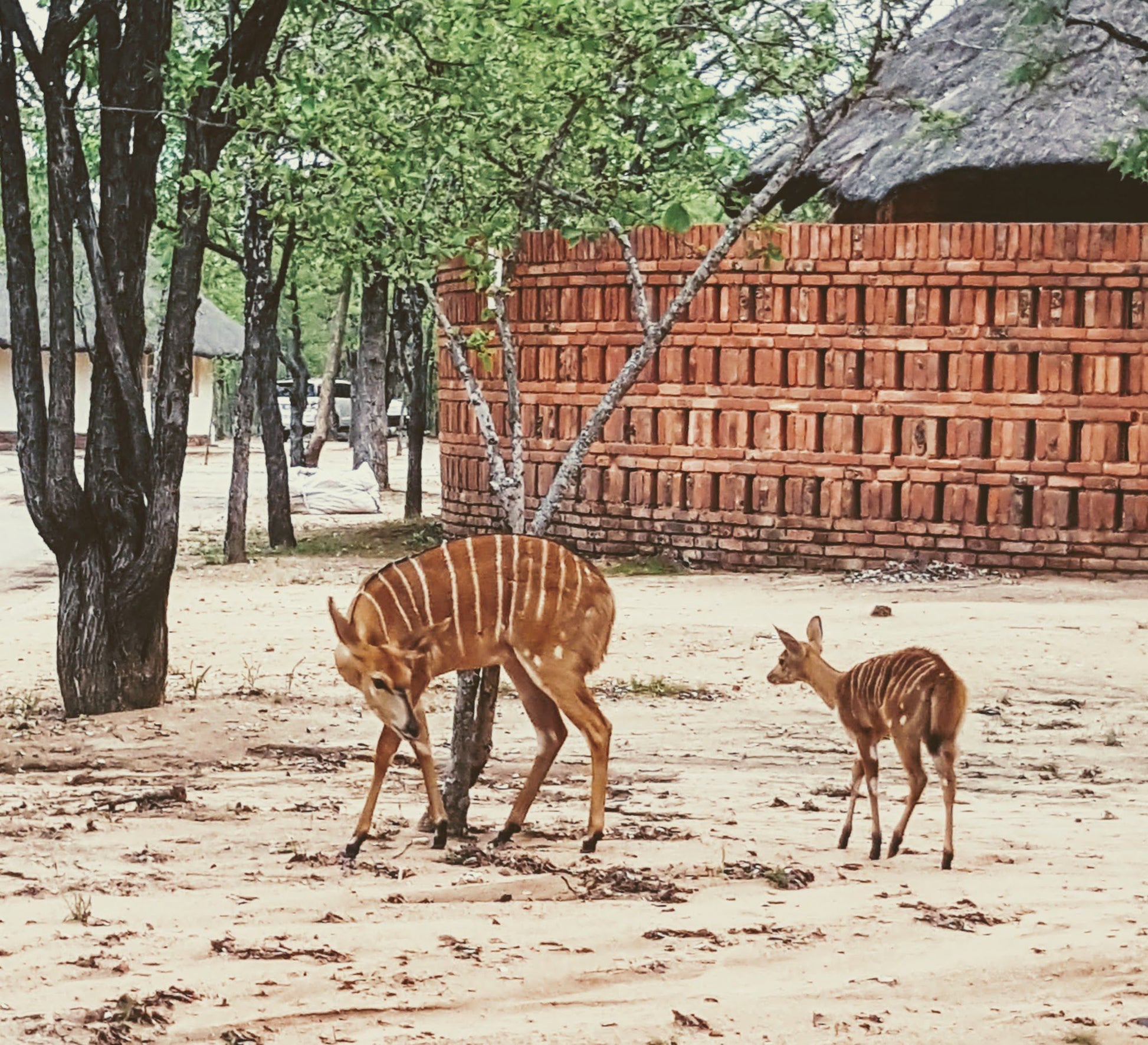  Hans Merensky Nature Reserve